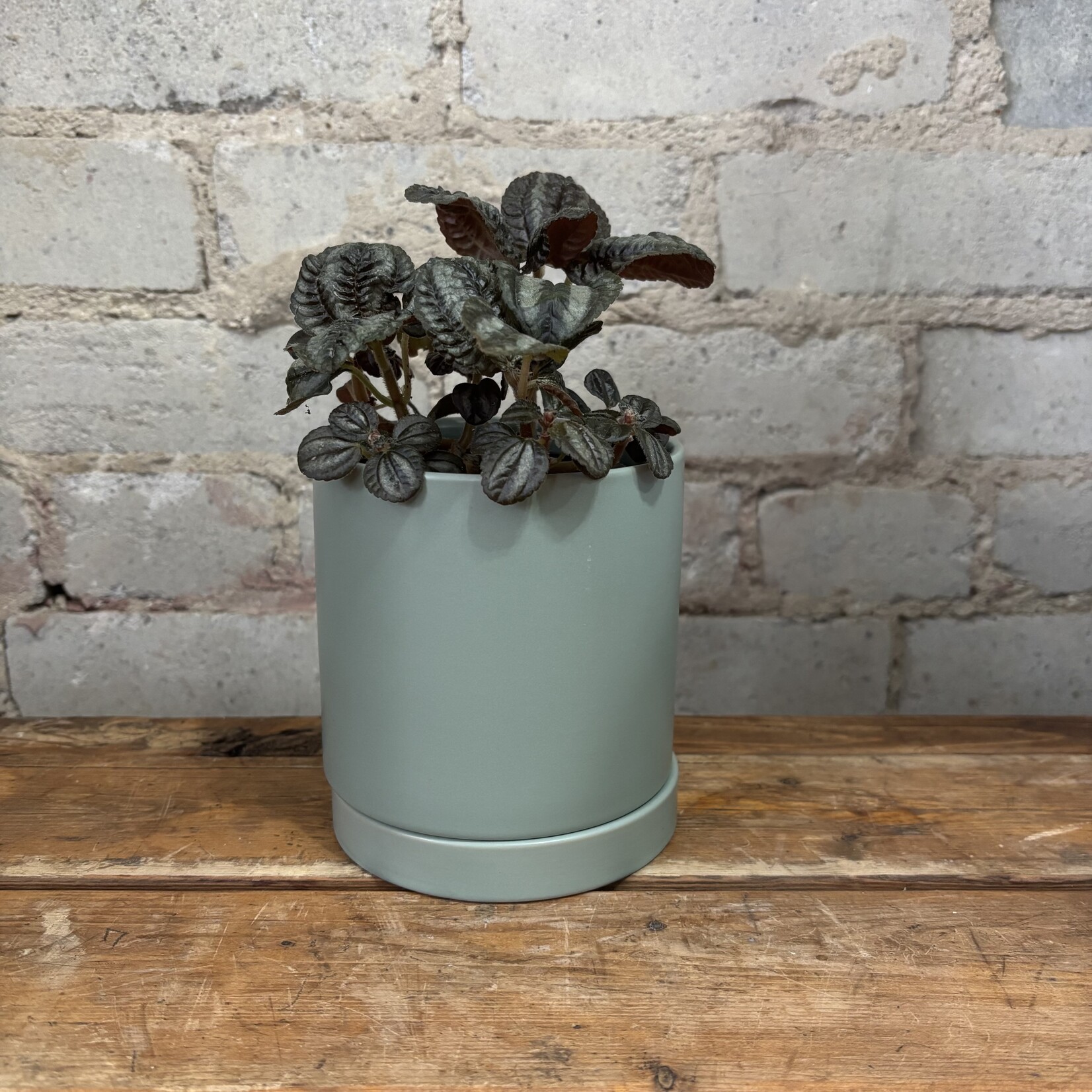 Pilea Norfolk 3.5"
