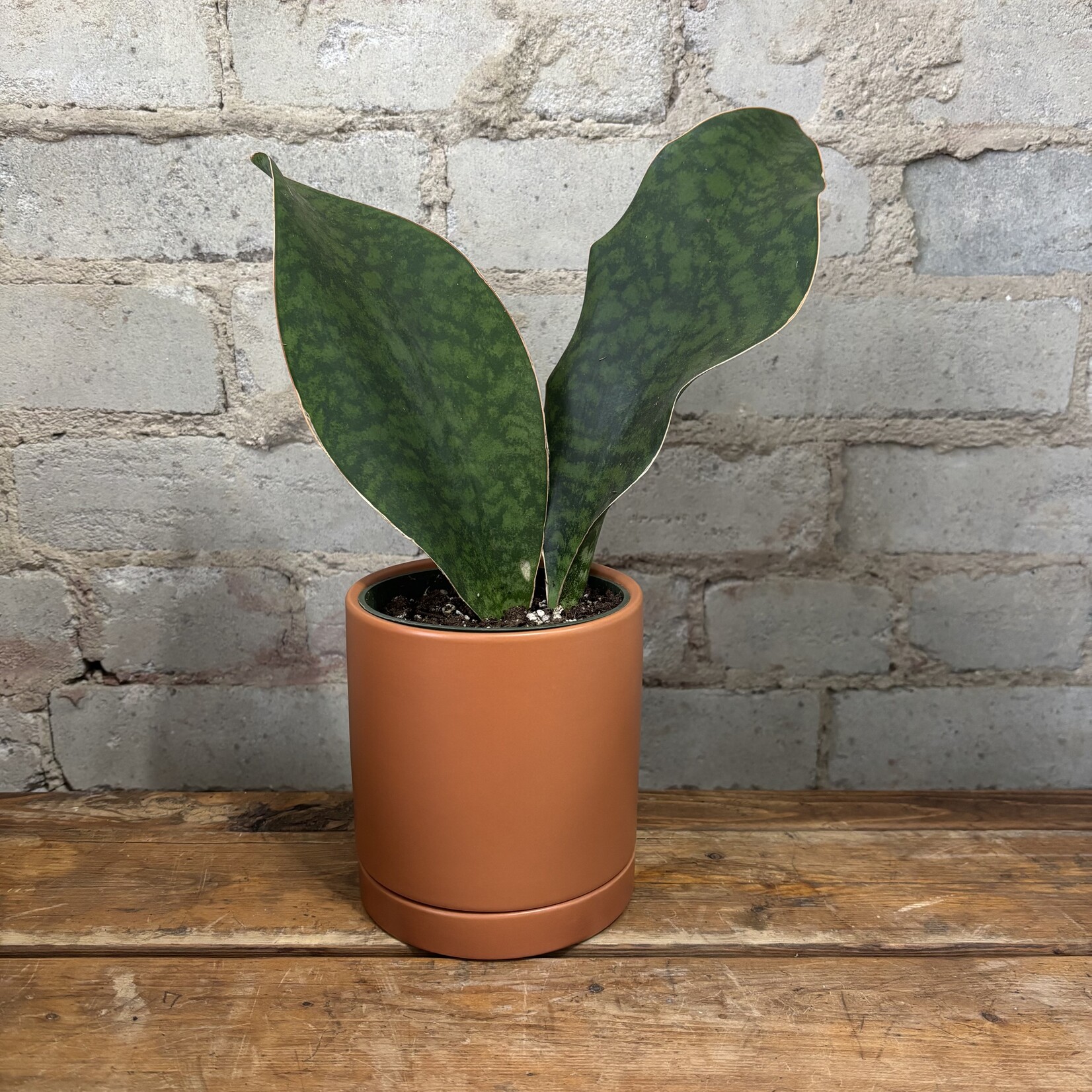 Sansevieria Whalefin (Cluster) 4"