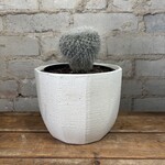 Assorted Cactus 6" - #7