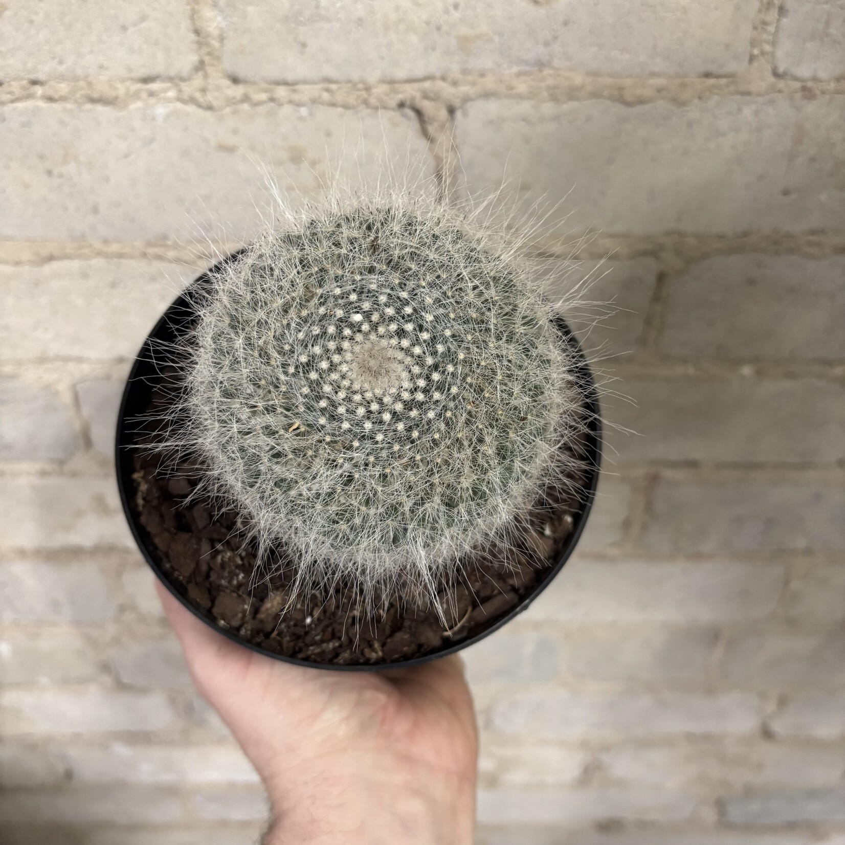 Assorted Cactus 6" - #7
