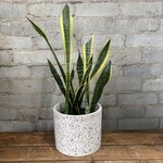 Sansevieria Laurentii 6"