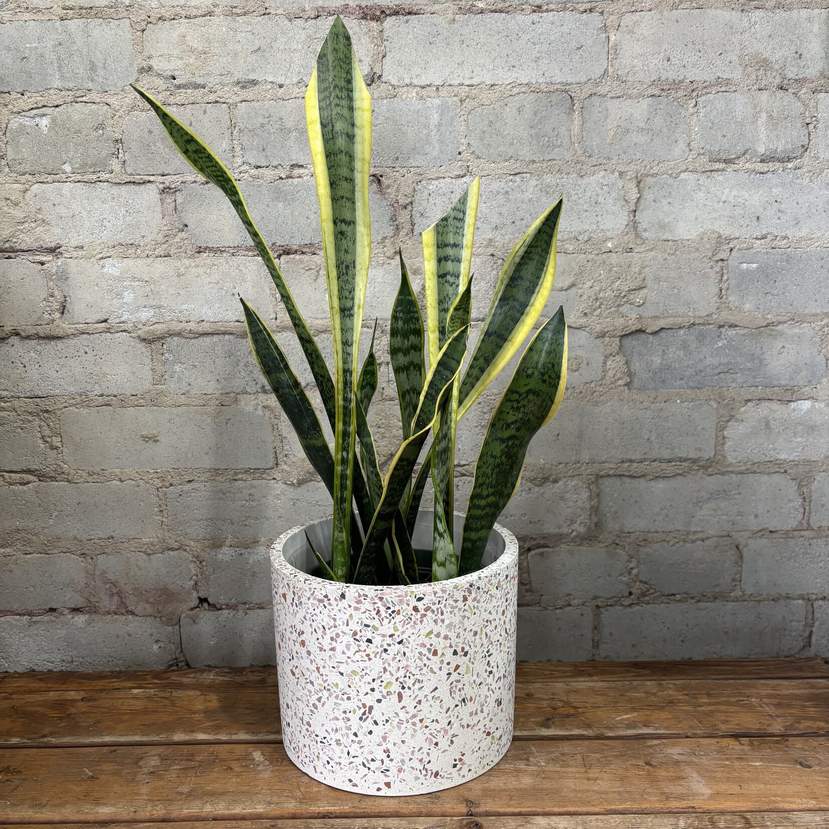 Sansevieria Laurentii 6"