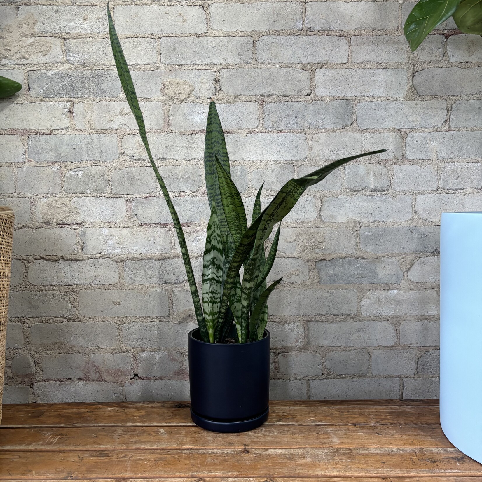 Sansevieria Zeylanica 6"