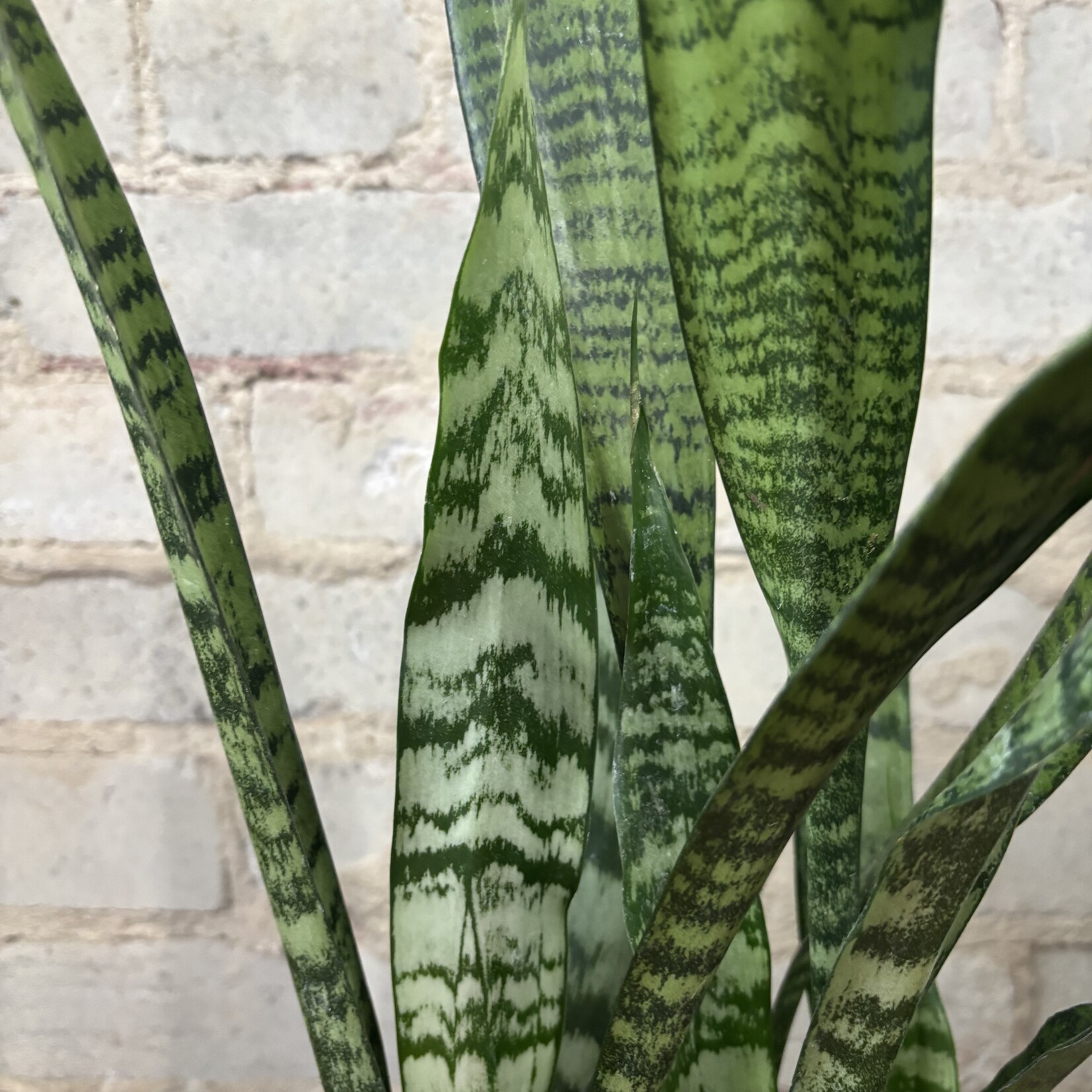 Sansevieria Zeylanica 6"