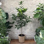 Cinnamon Tree 14"