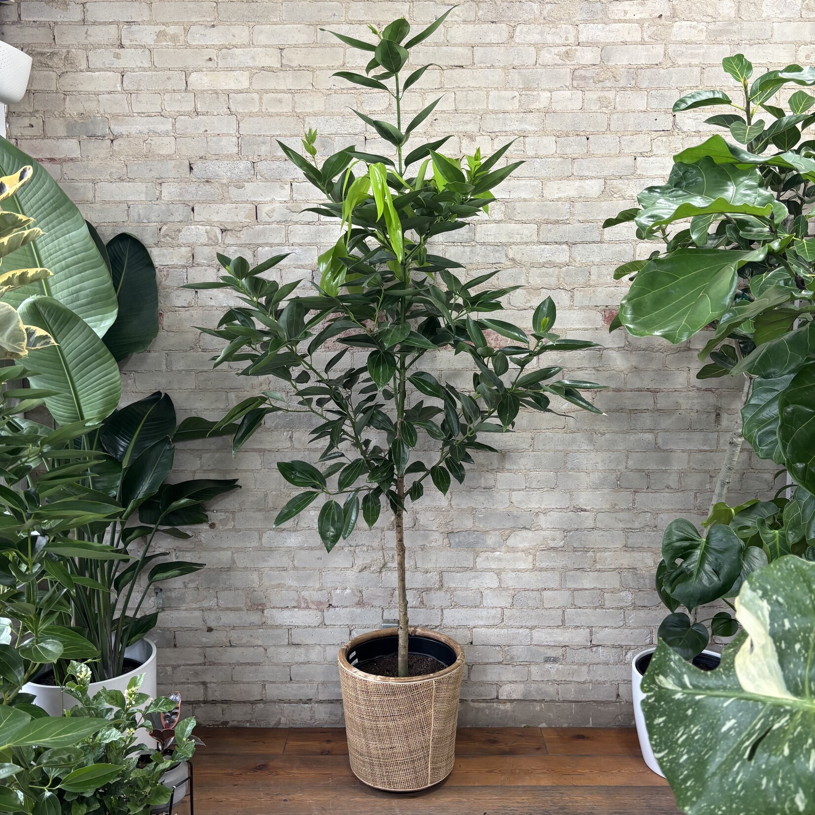 Cinnamon Tree 14"