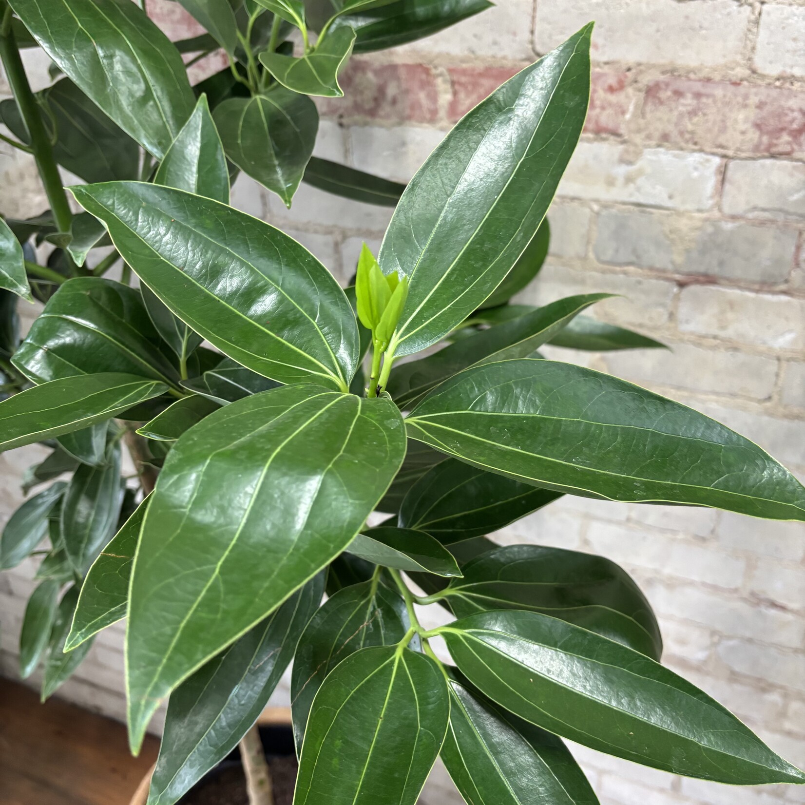 Cinnamon Tree 14"