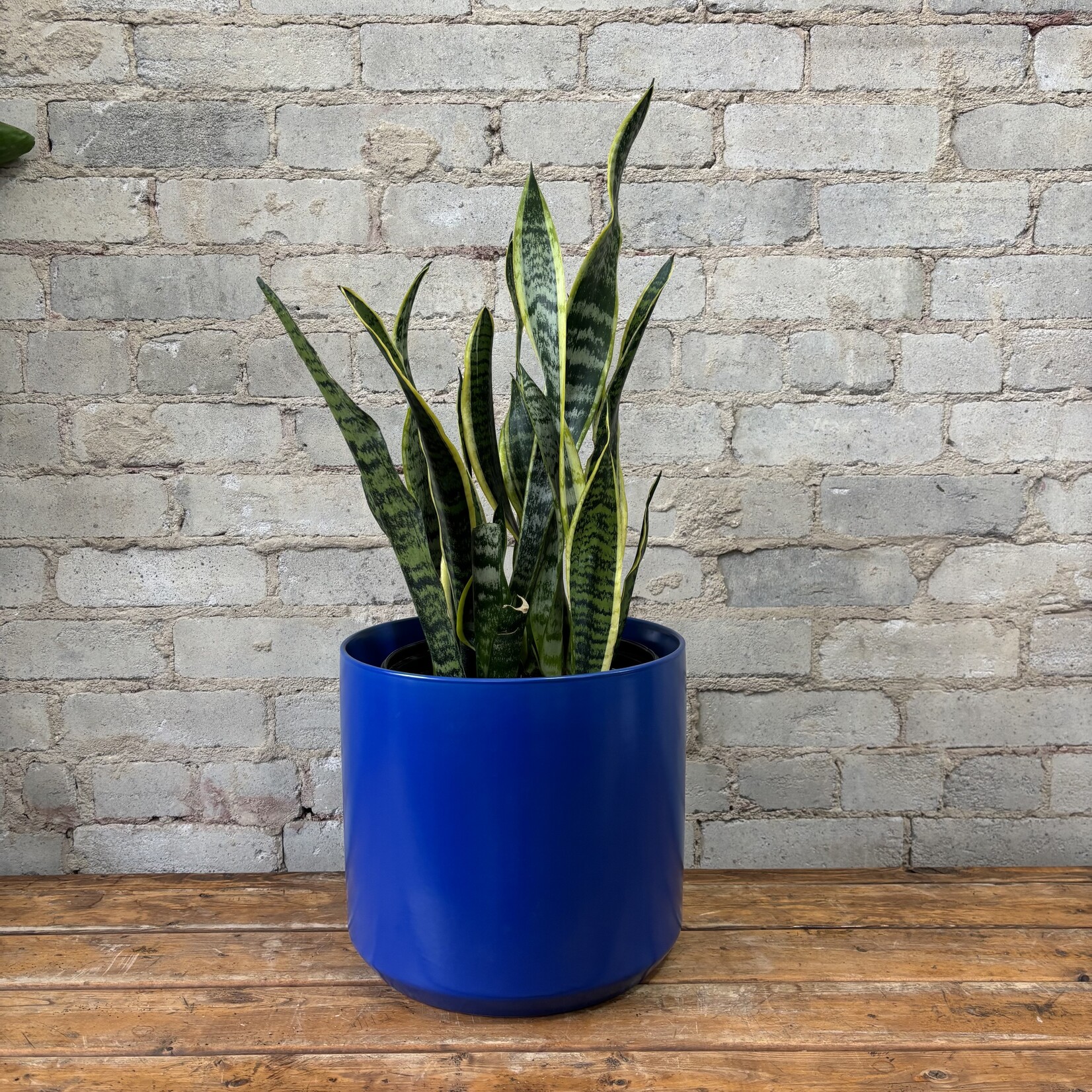 Sansevieria Laurentii 8"