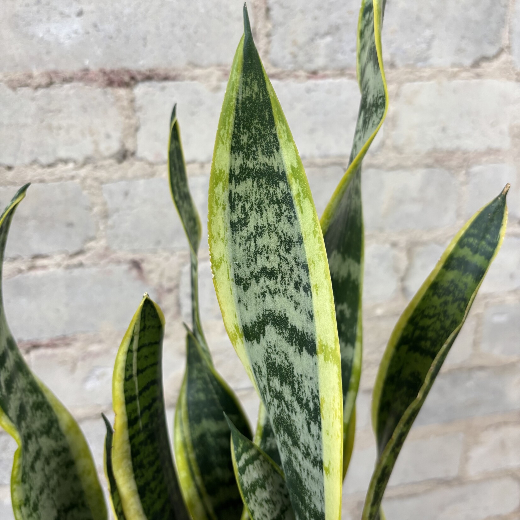 Sansevieria Laurentii 8"