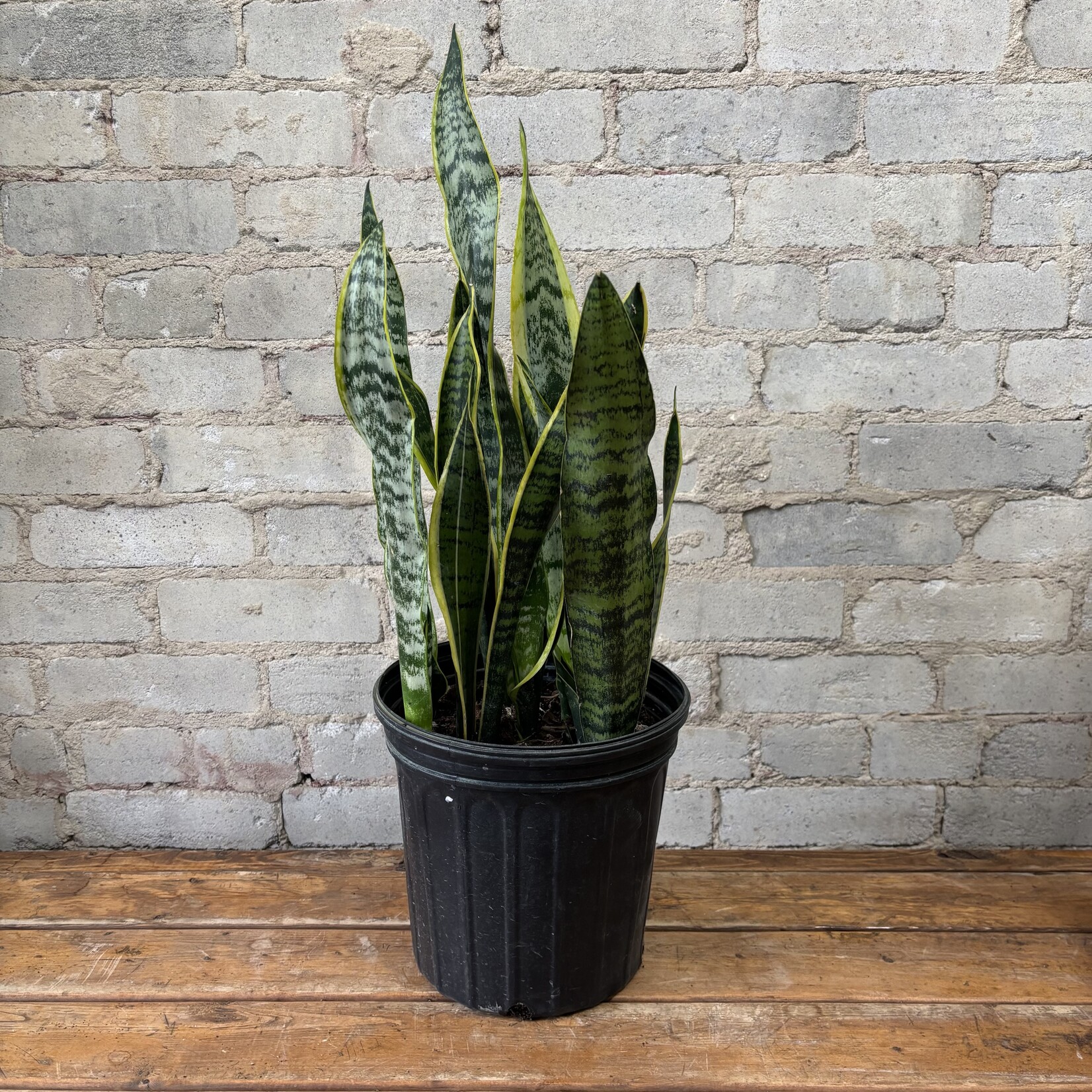 Sansevieria Laurentii 8"
