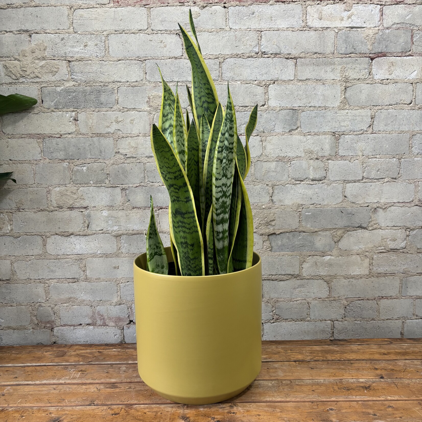 Sansevieria Laurentii 10"