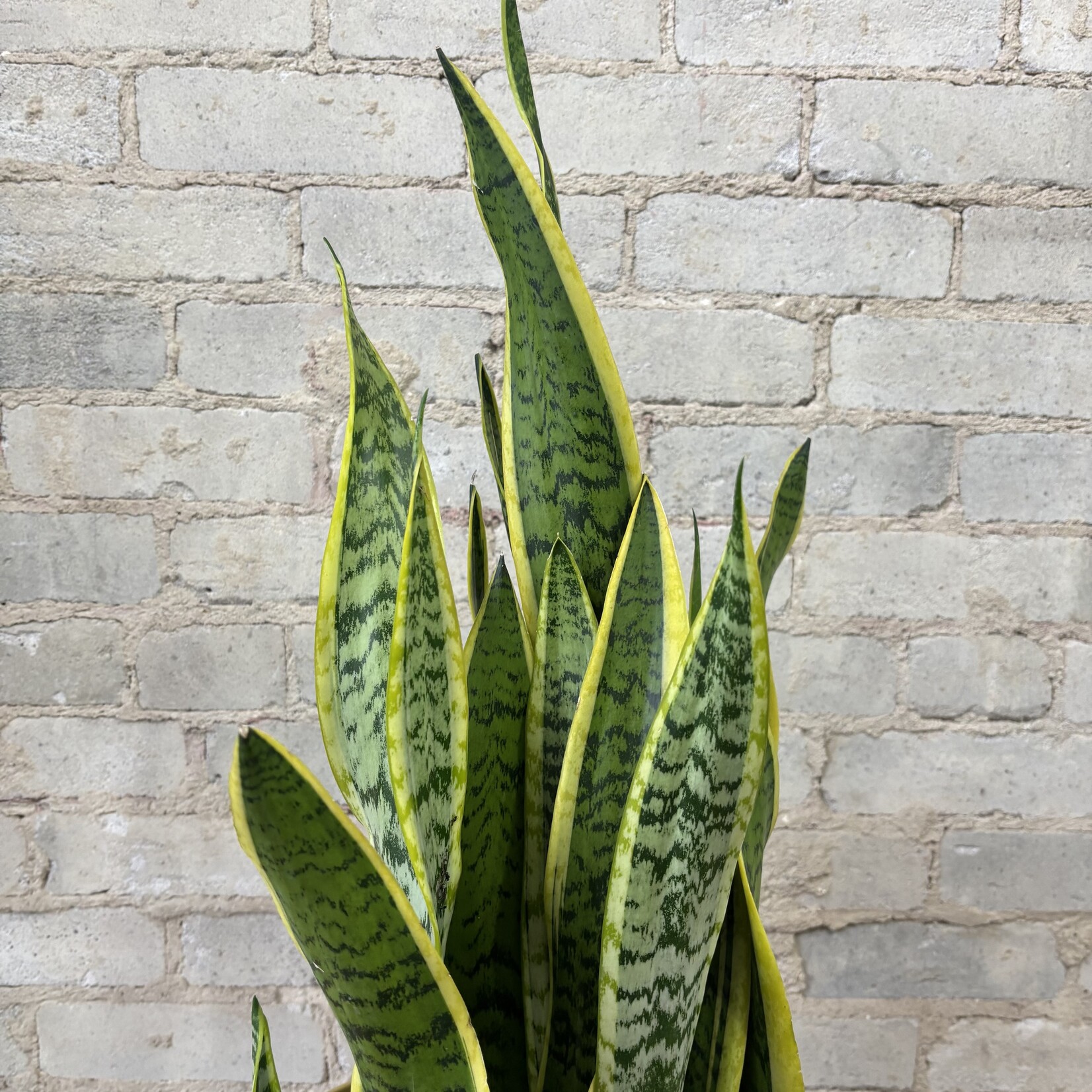 Sansevieria Laurentii 10"