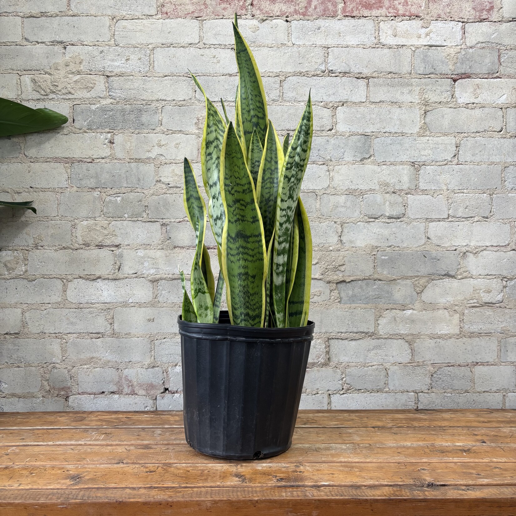 Sansevieria Laurentii 10"