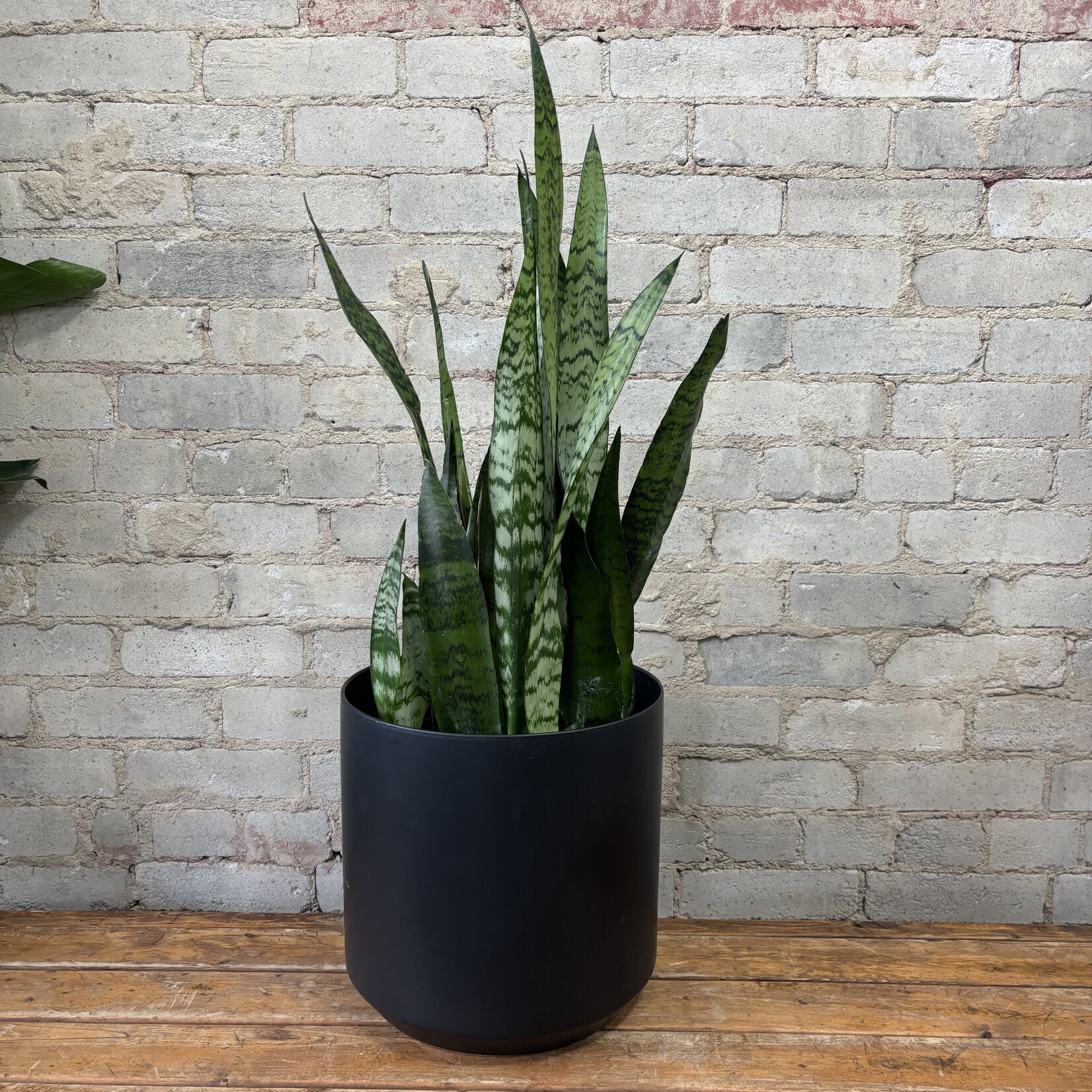 Sansevieria Zeylanica 10"