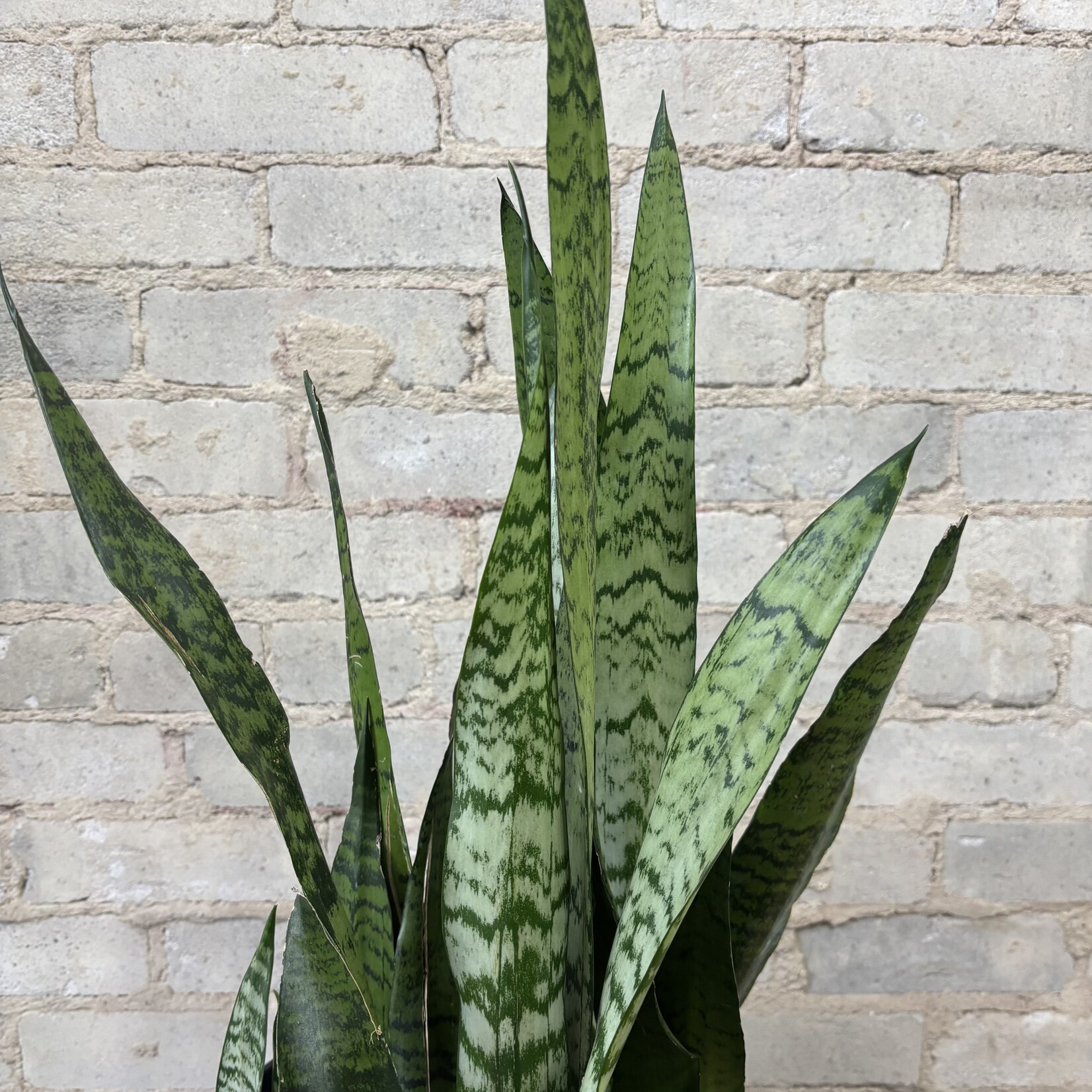 Sansevieria Zeylanica 10"