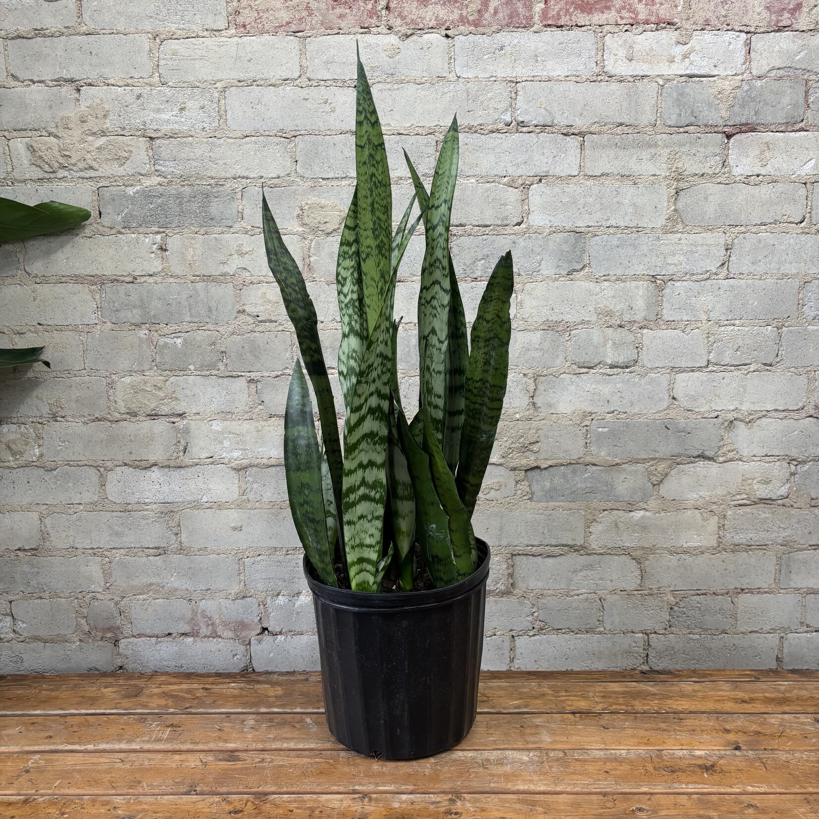 Sansevieria Zeylanica 10"