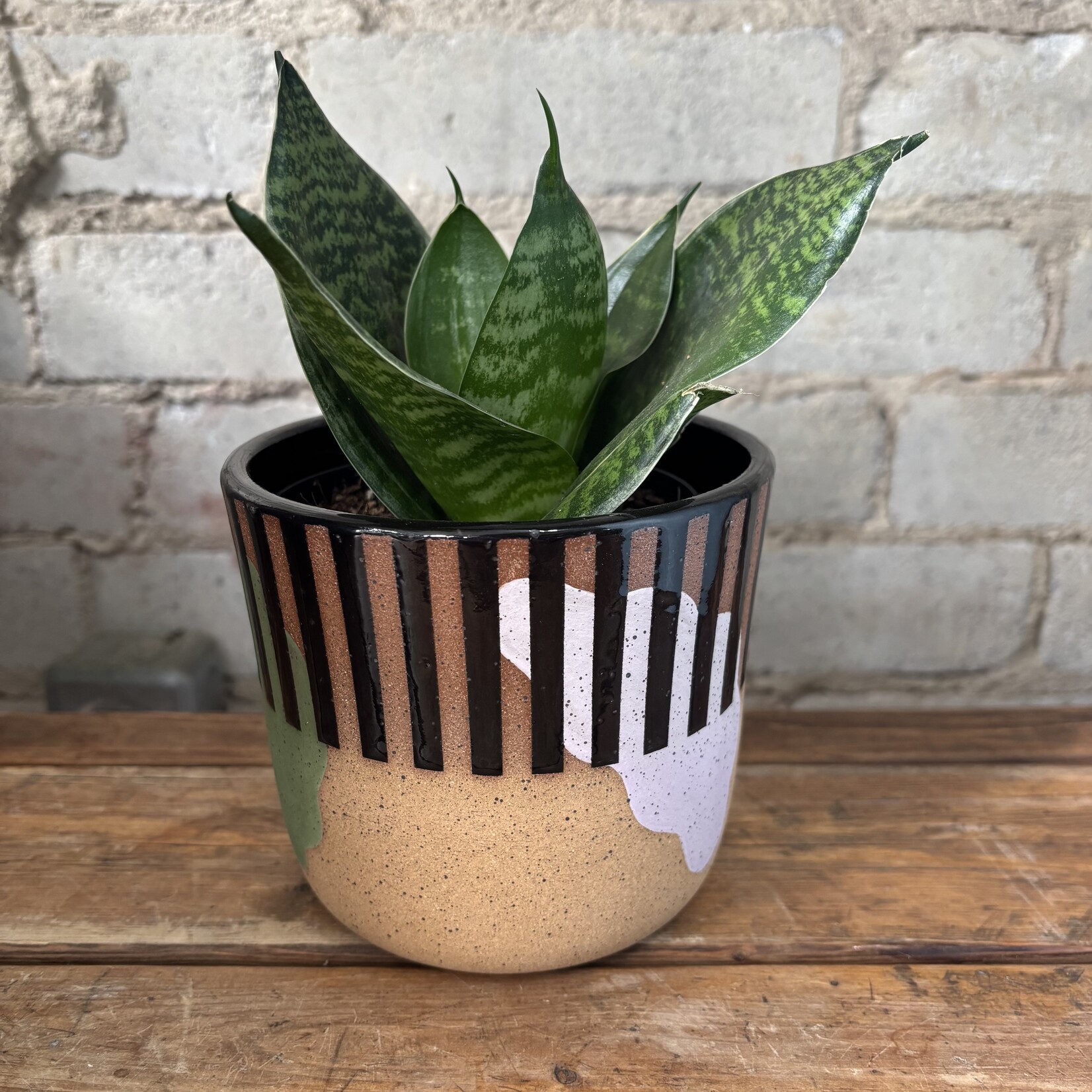Sansevieria Hahnii Green 4"