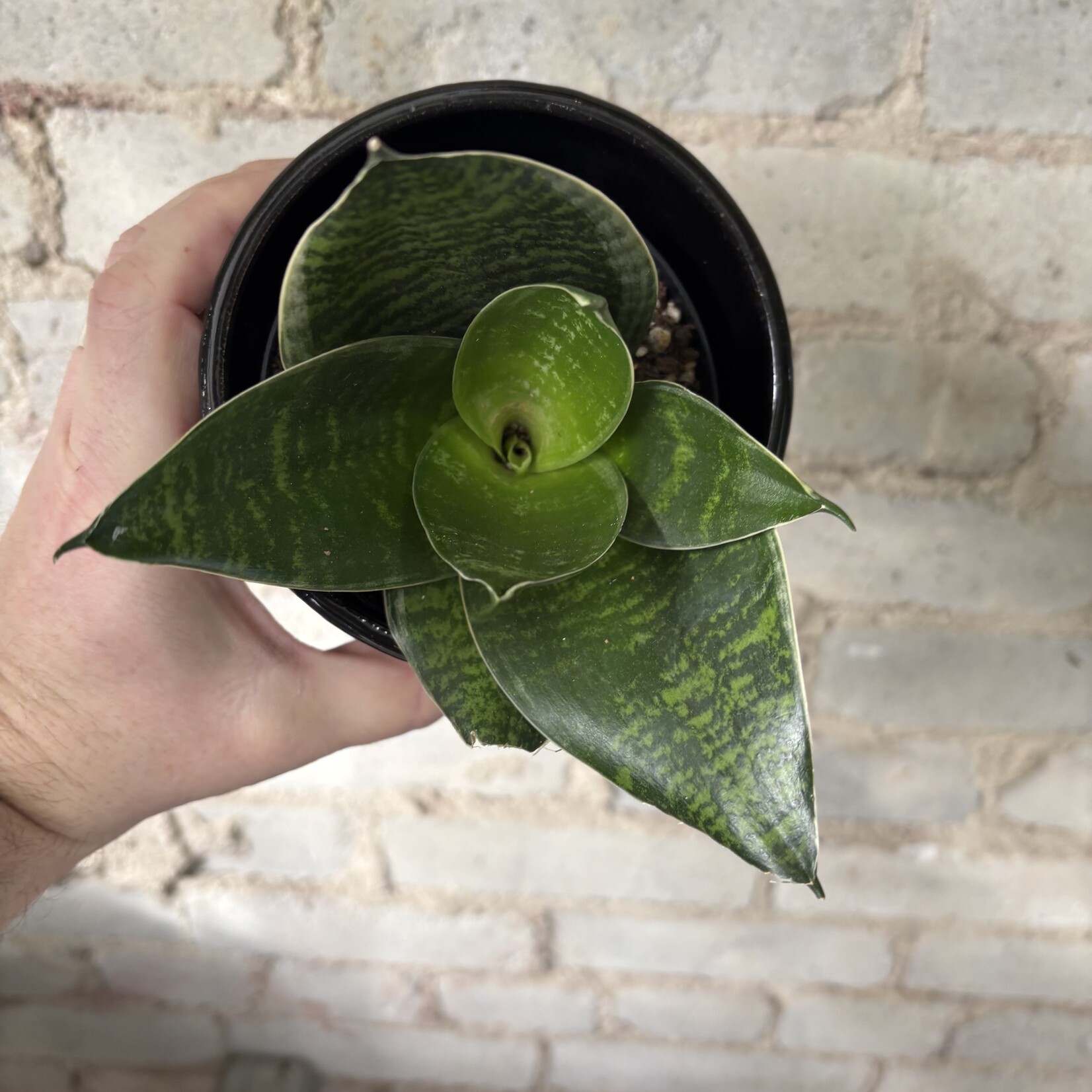 Sansevieria Hahnii Green 4"