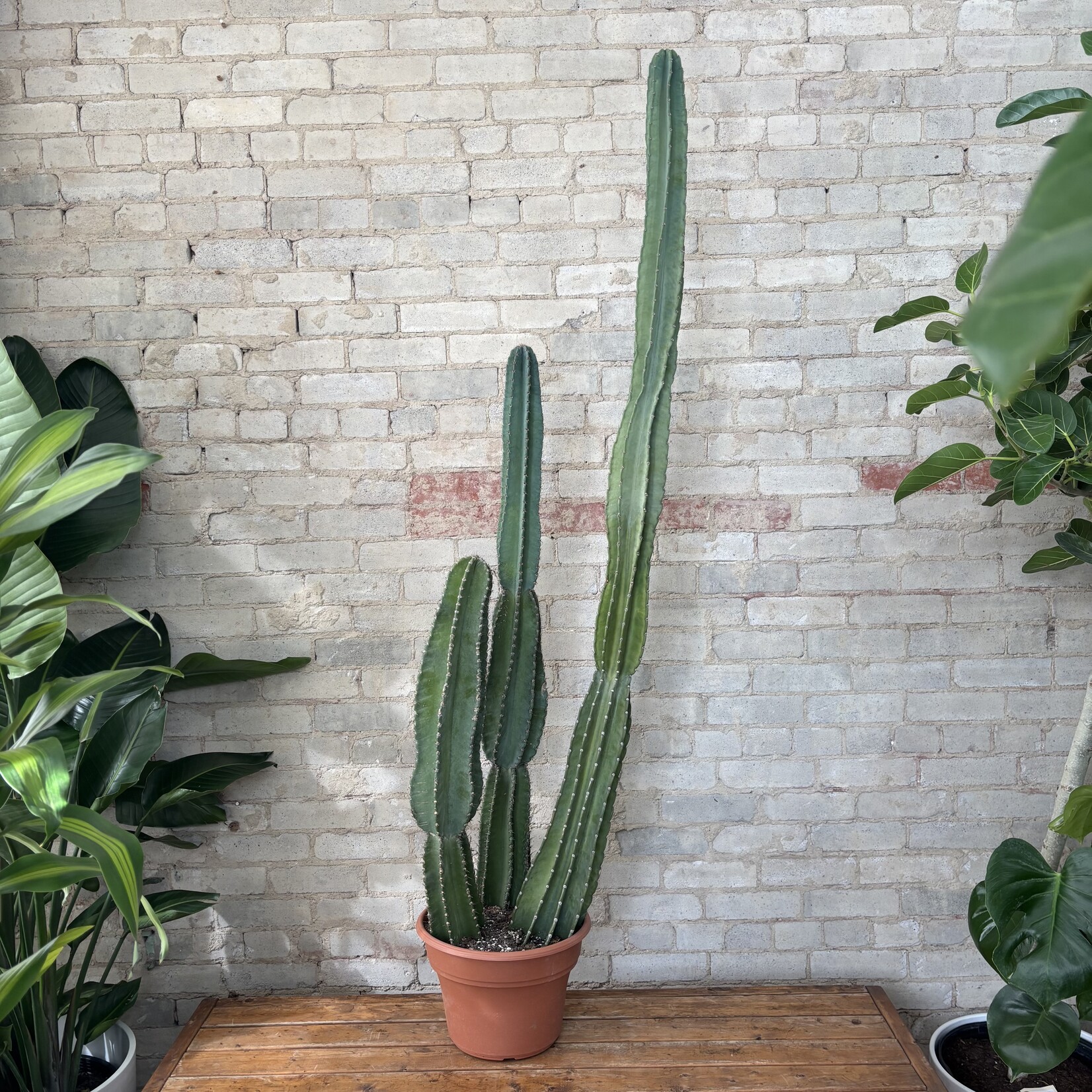 Peruvian Cactus 12"