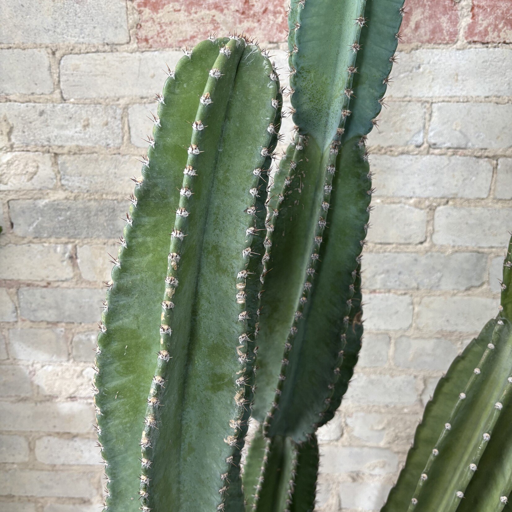 Peruvian Cactus 12"