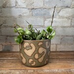 Hoya Compacta 5"
