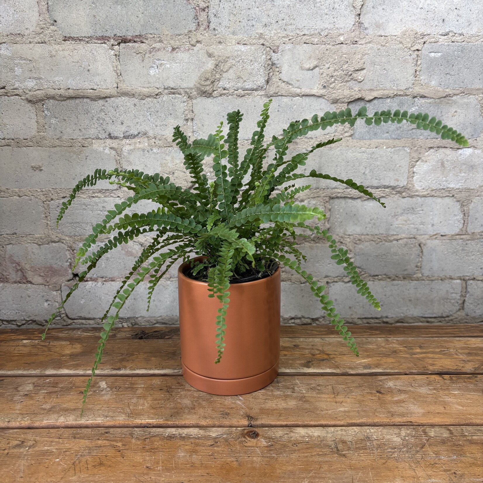 Button Fern 4"