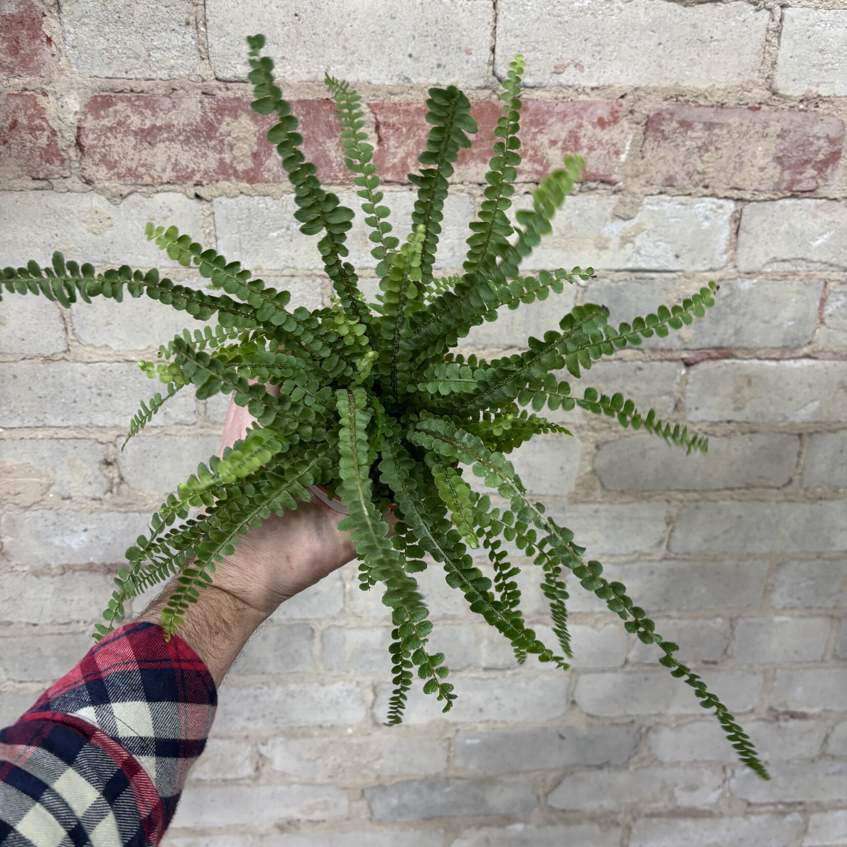 Button Fern 4"