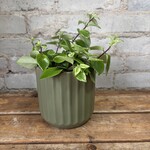 Variegated Lipstick 4"