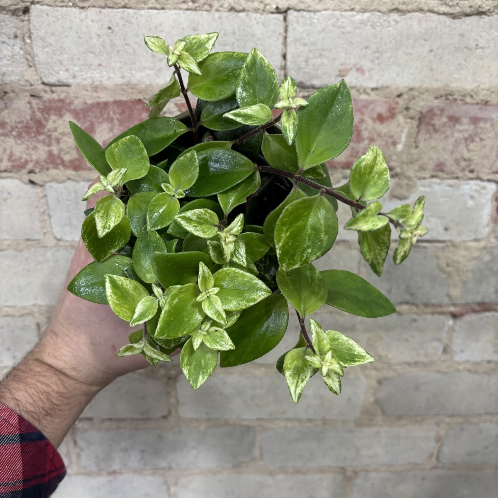 Variegated Lipstick 4"