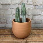 Assorted Cactus 6" - #1