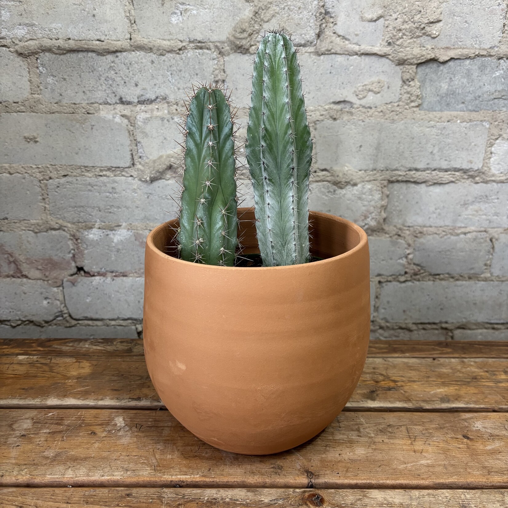 Assorted Cactus 6" - #1