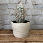 Assorted Cactus 6" - #6