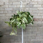 Pothos 'Snow Queen' 8" HB
