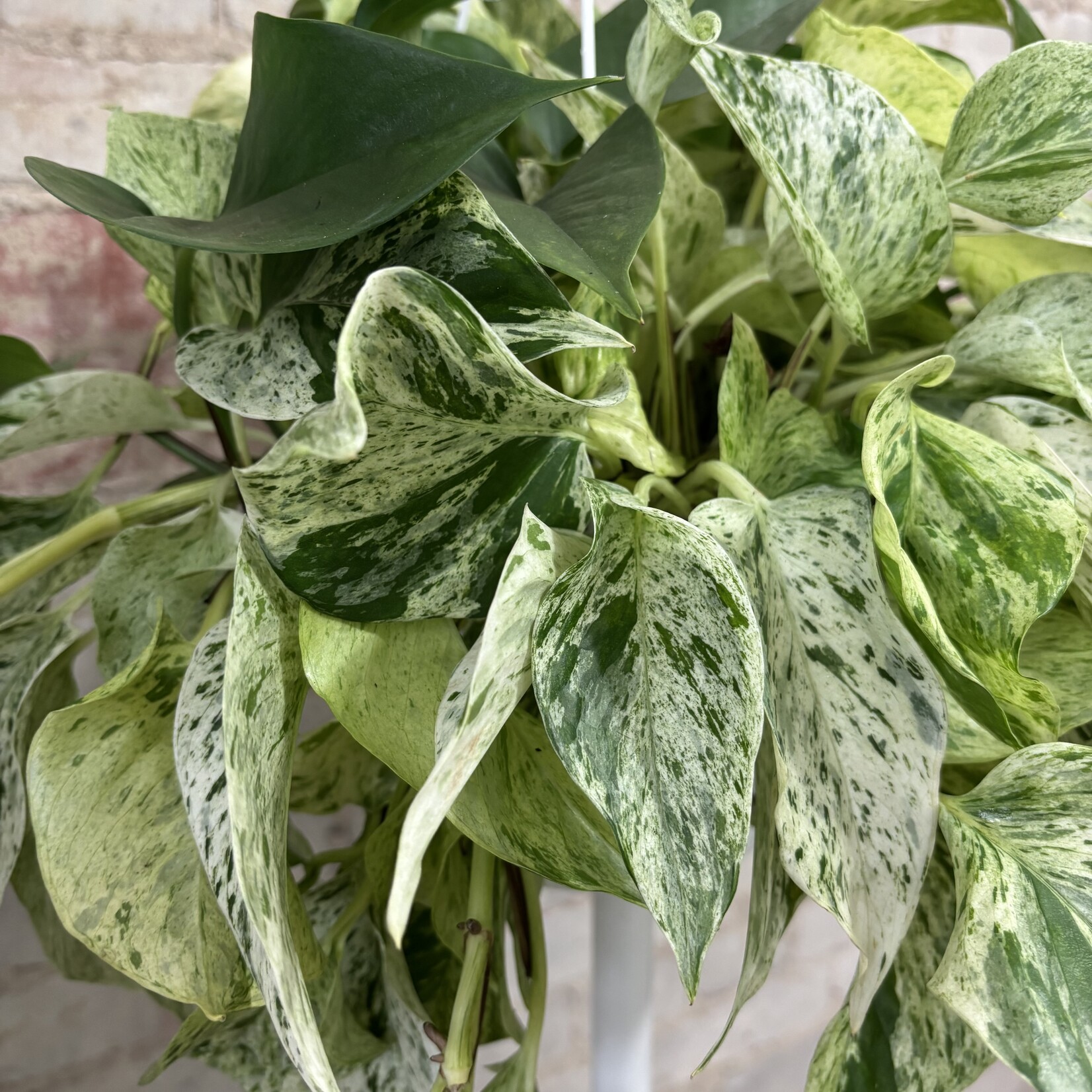 Pothos 'Snow Queen' 8" HB