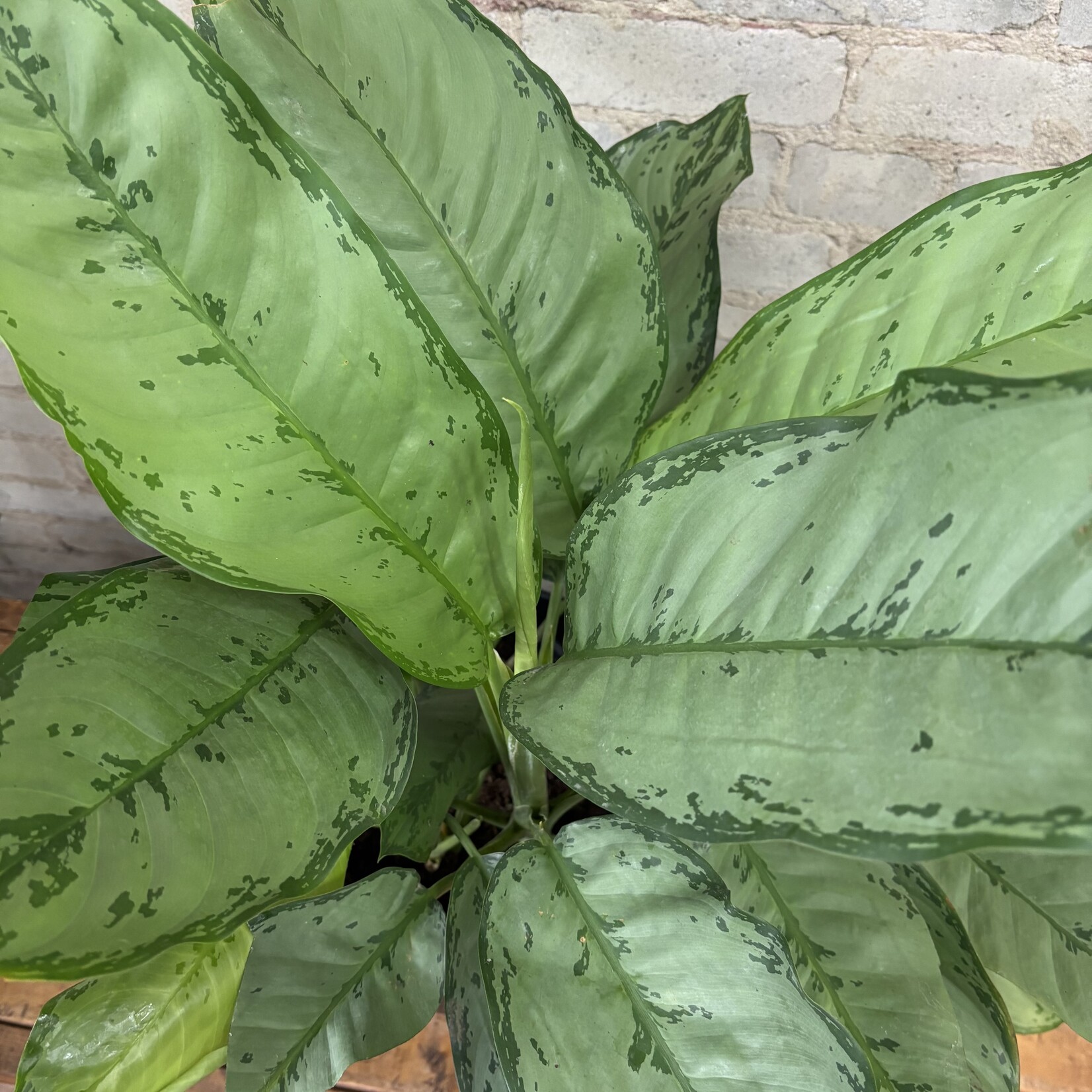 Aglaonema BJ Freeman 10"
