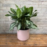 Aglaonema Silver Bay 10"