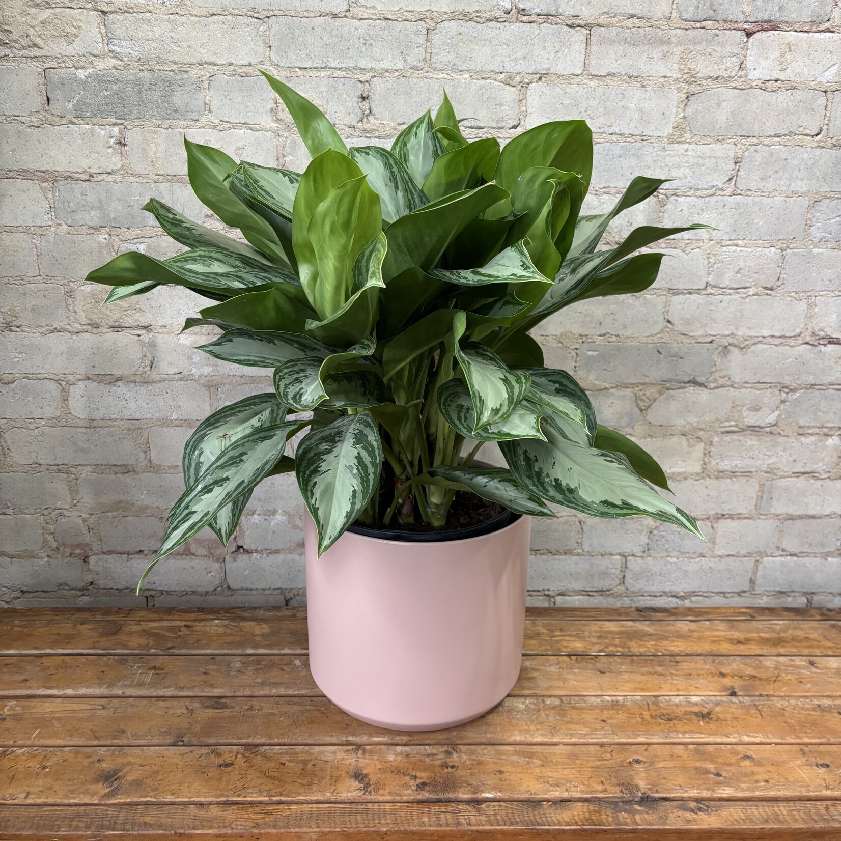 Aglaonema Silver Bay 10"