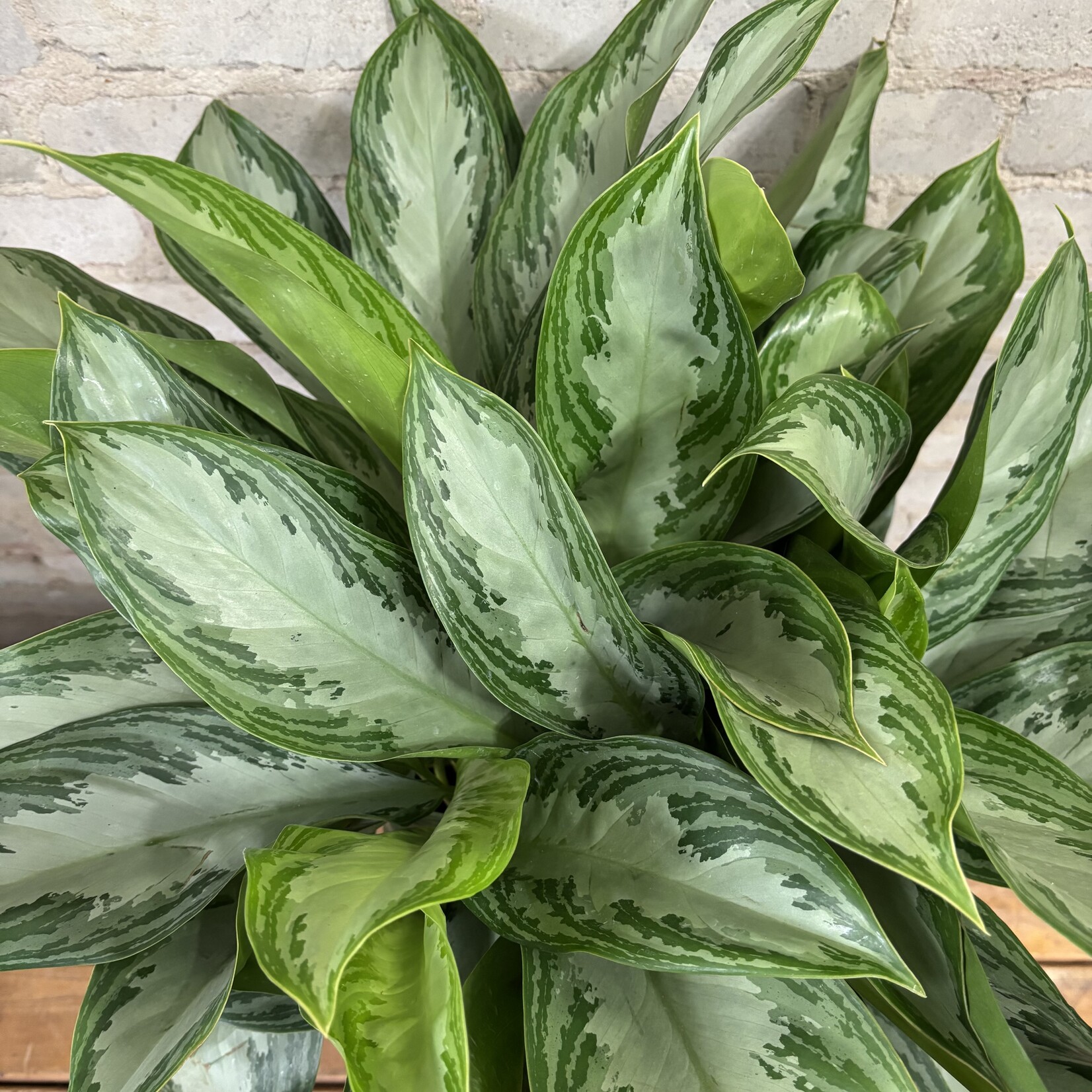 Aglaonema Silver Bay 10"