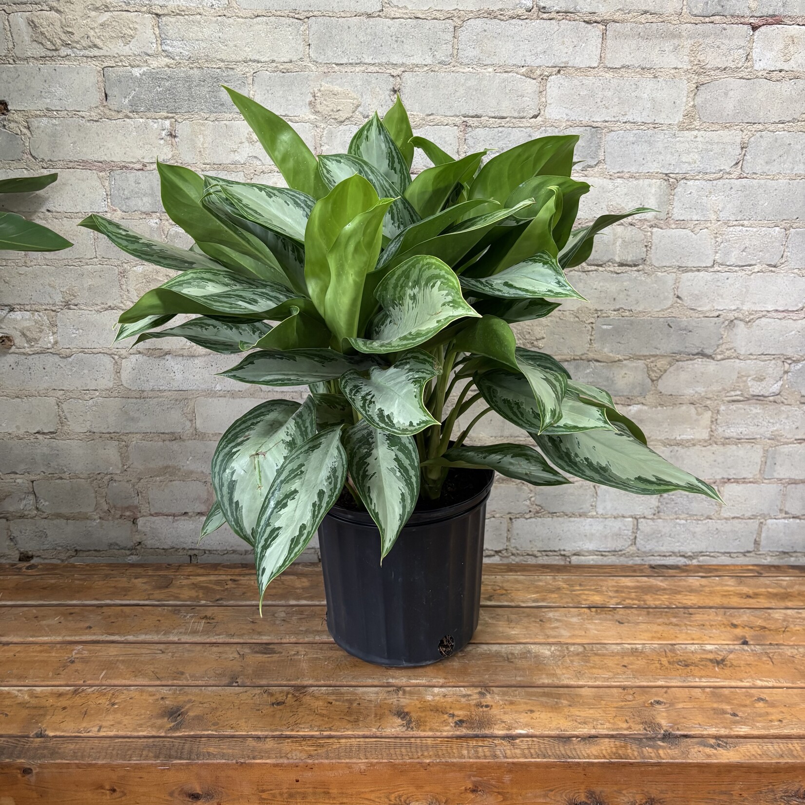 Aglaonema Silver Bay 10"