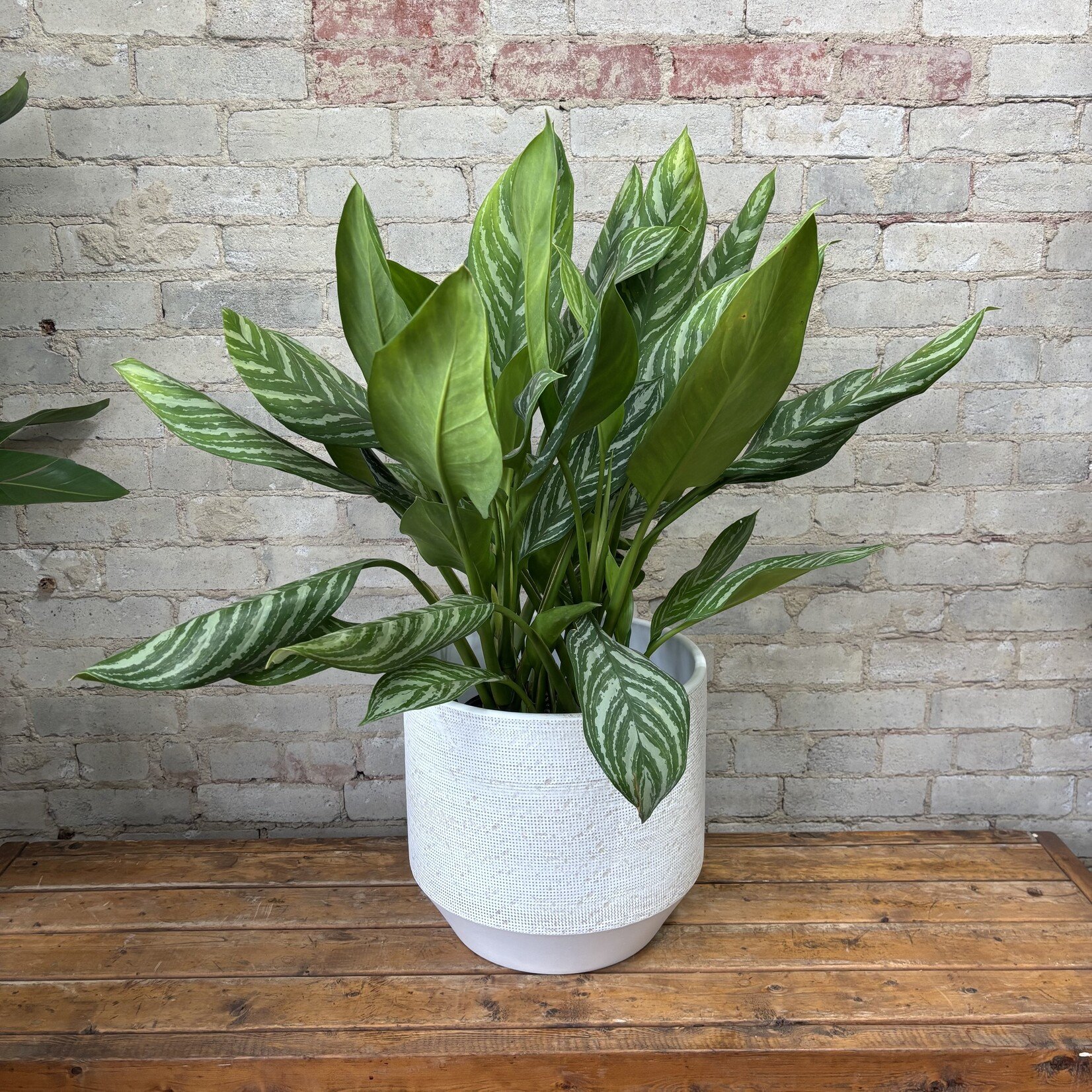 Aglaonema Stripes 10"