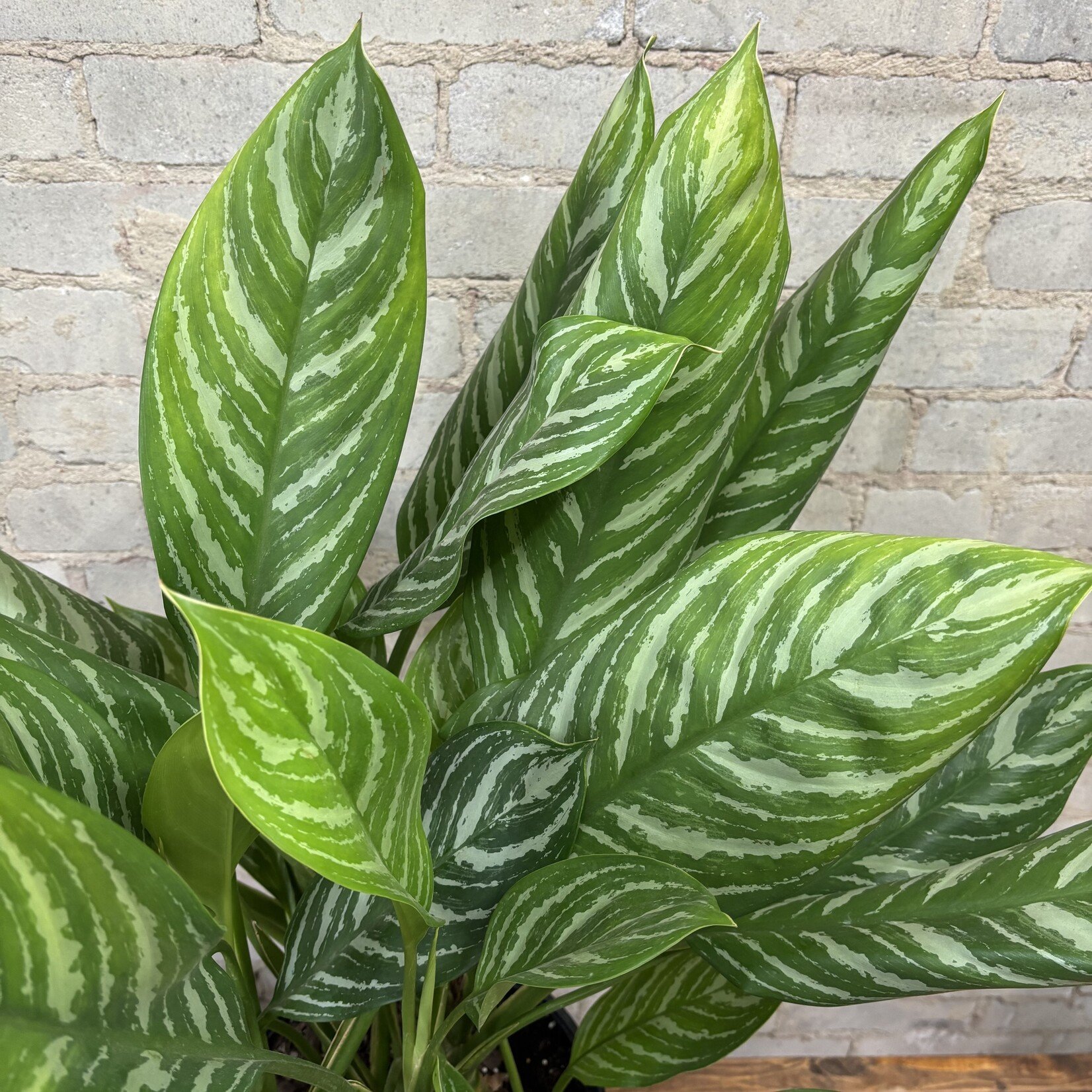 Aglaonema Stripes 10"