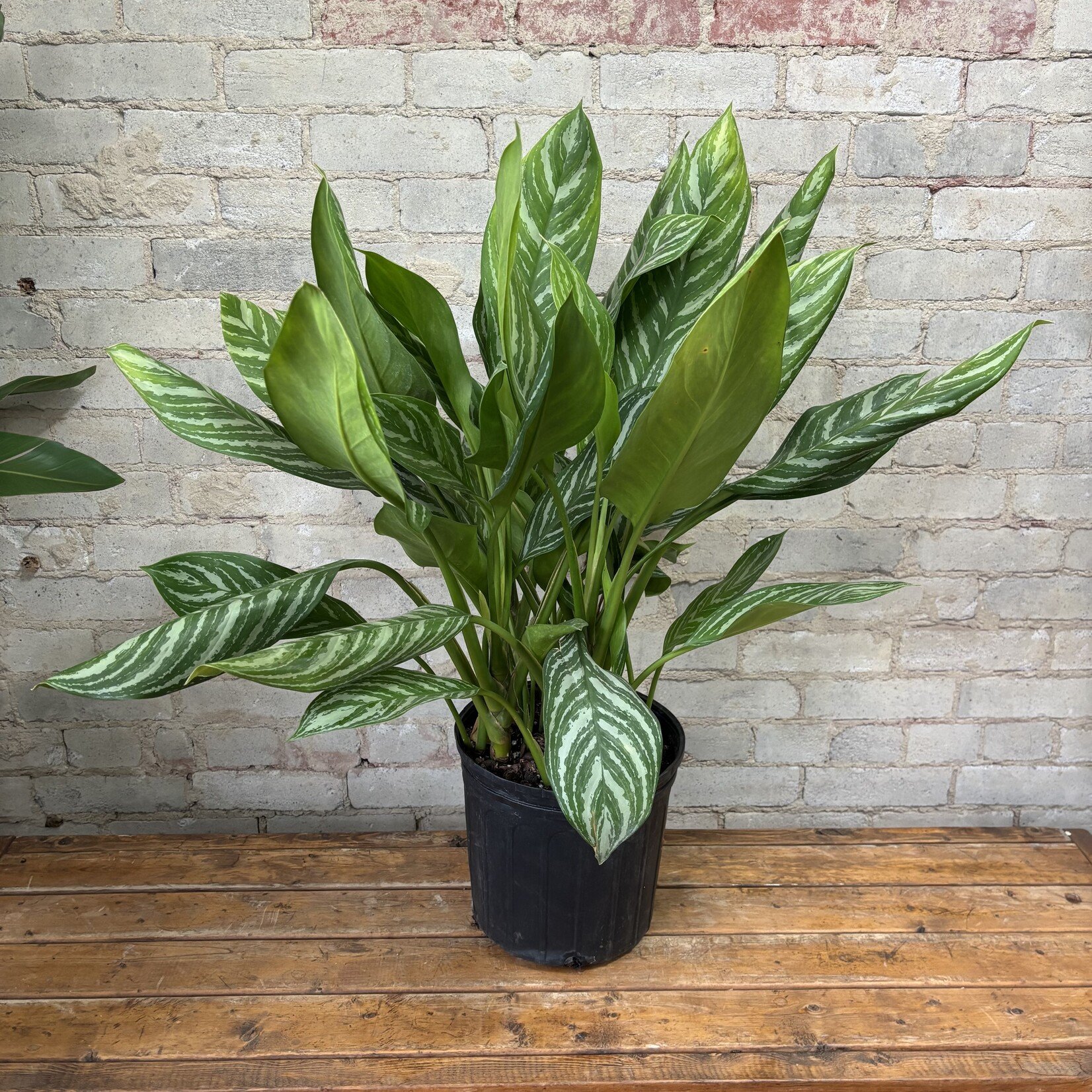 Aglaonema Stripes 10"