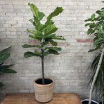 Ficus Lyrata Standard 10"