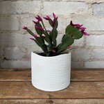 Assorted Pots Delphi Pot (fits 4")