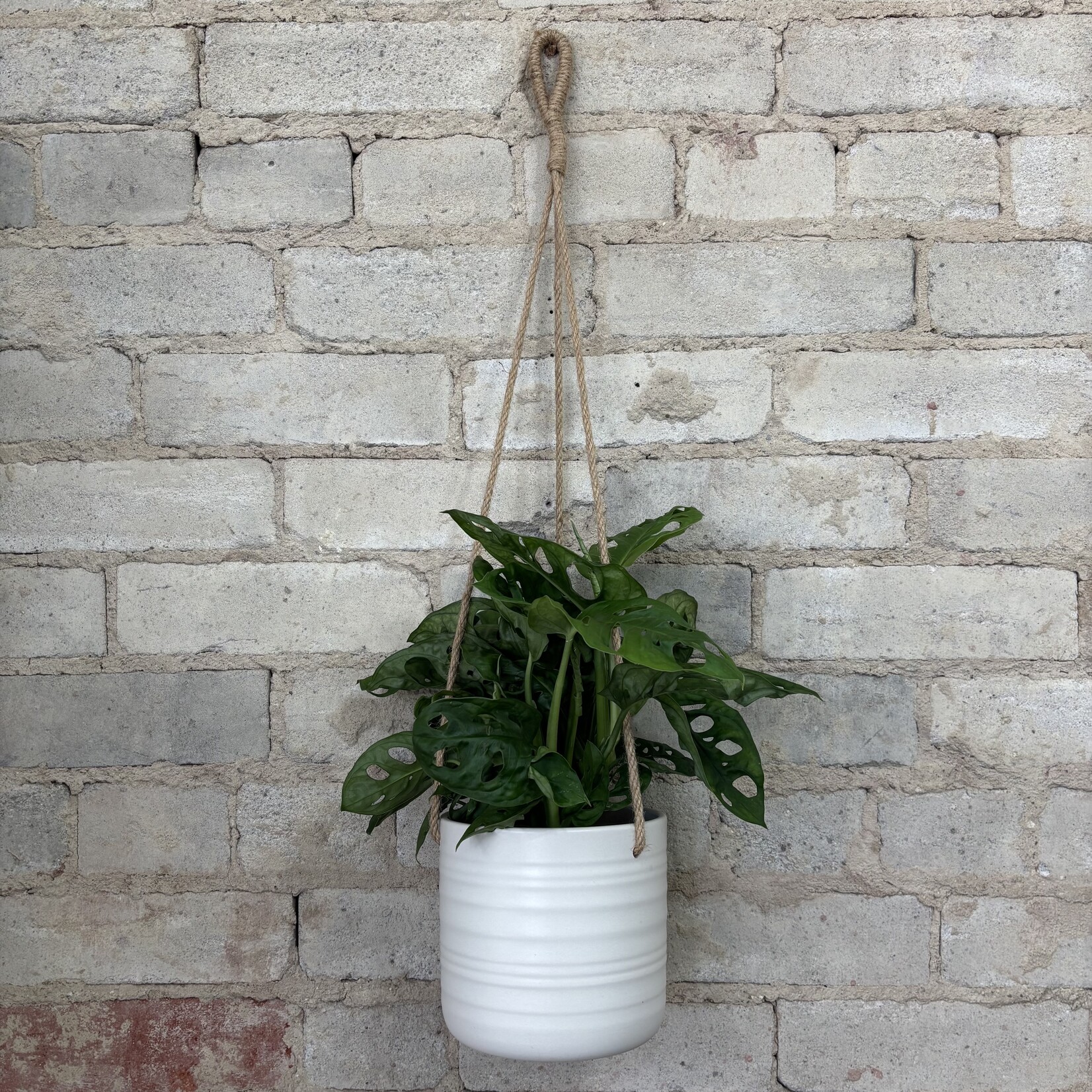 Scheurich Hanging Pot — Wool (fits 5")