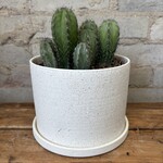 Assorted Cactus 6" #12