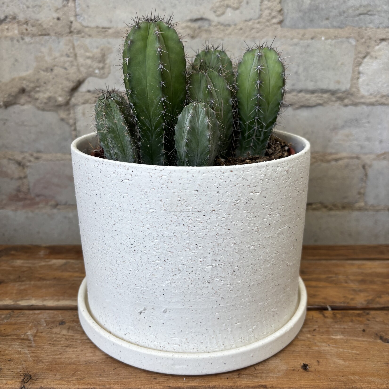 Assorted Cactus 6" #12