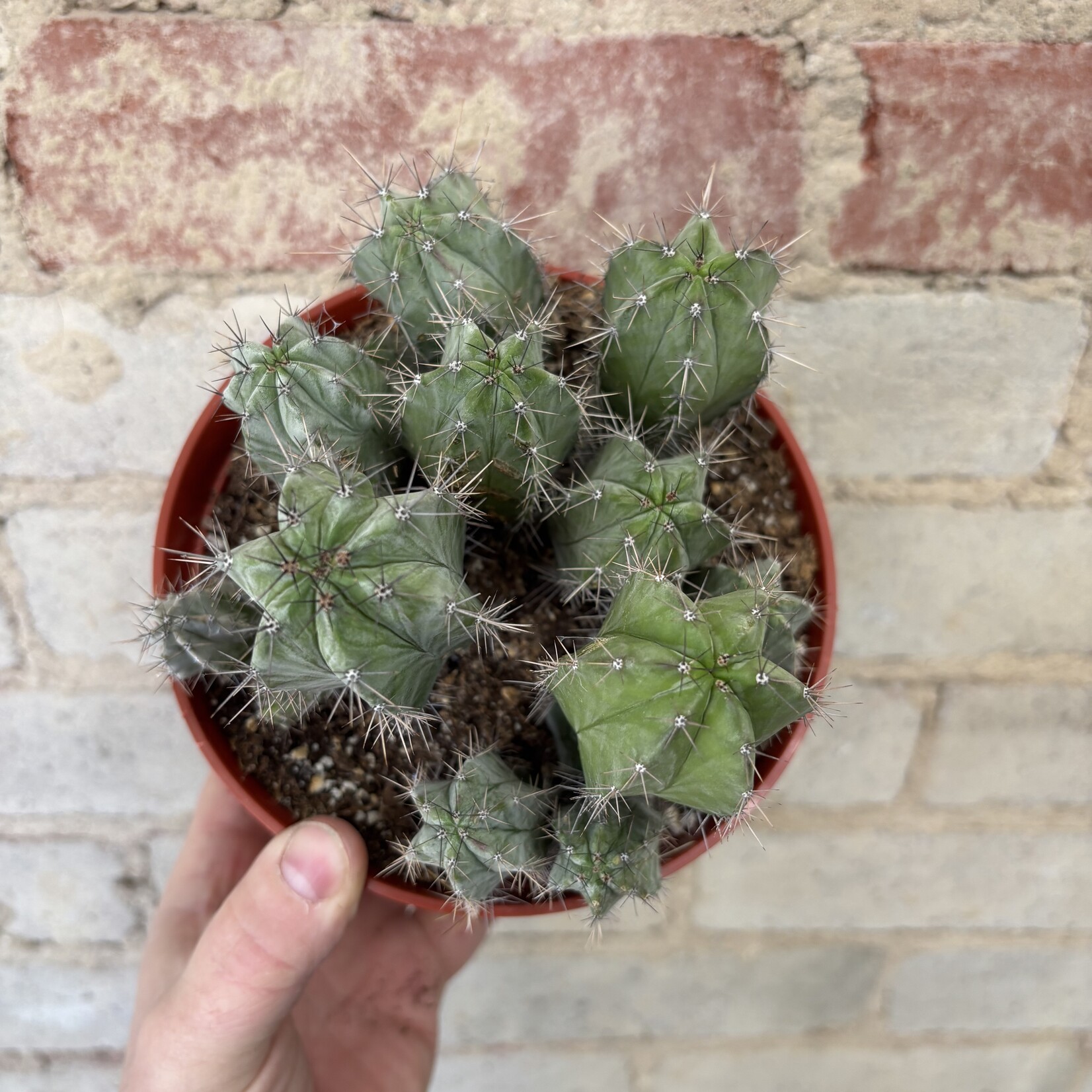 Assorted Cactus 6" #12
