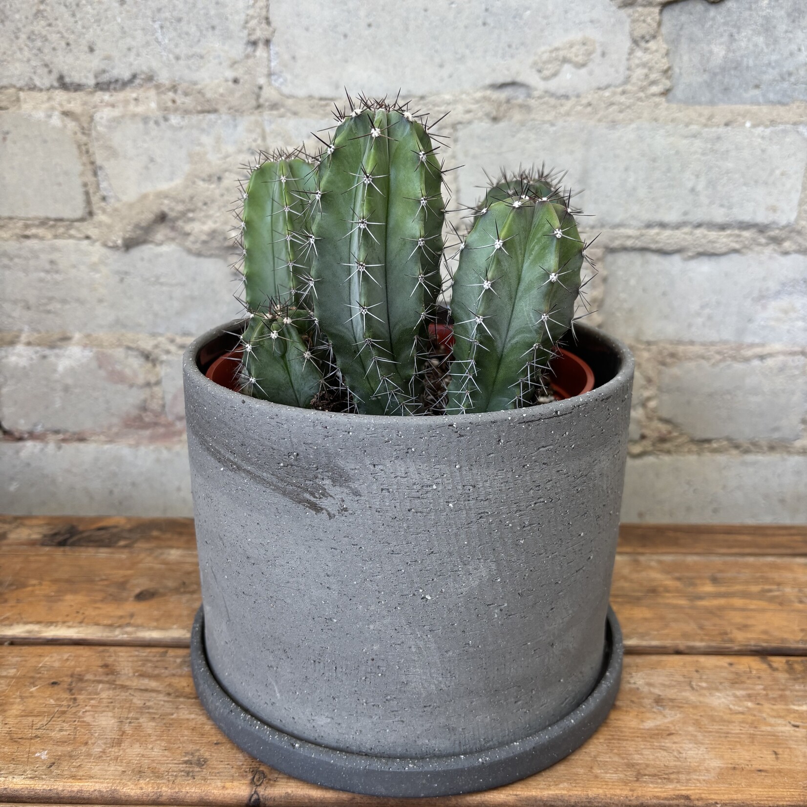 Assorted Cactus 6" - #8