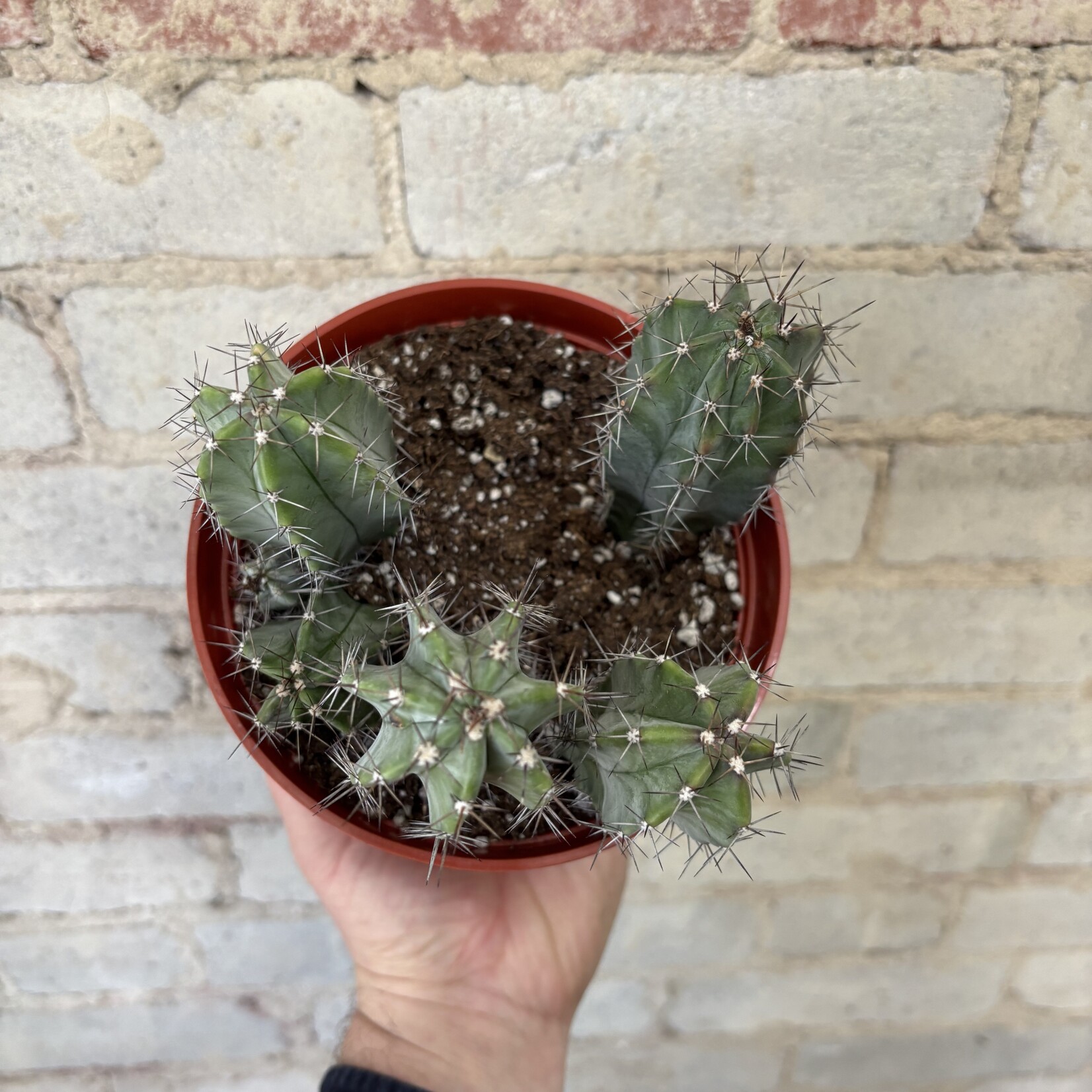 Assorted Cactus 6" - #8